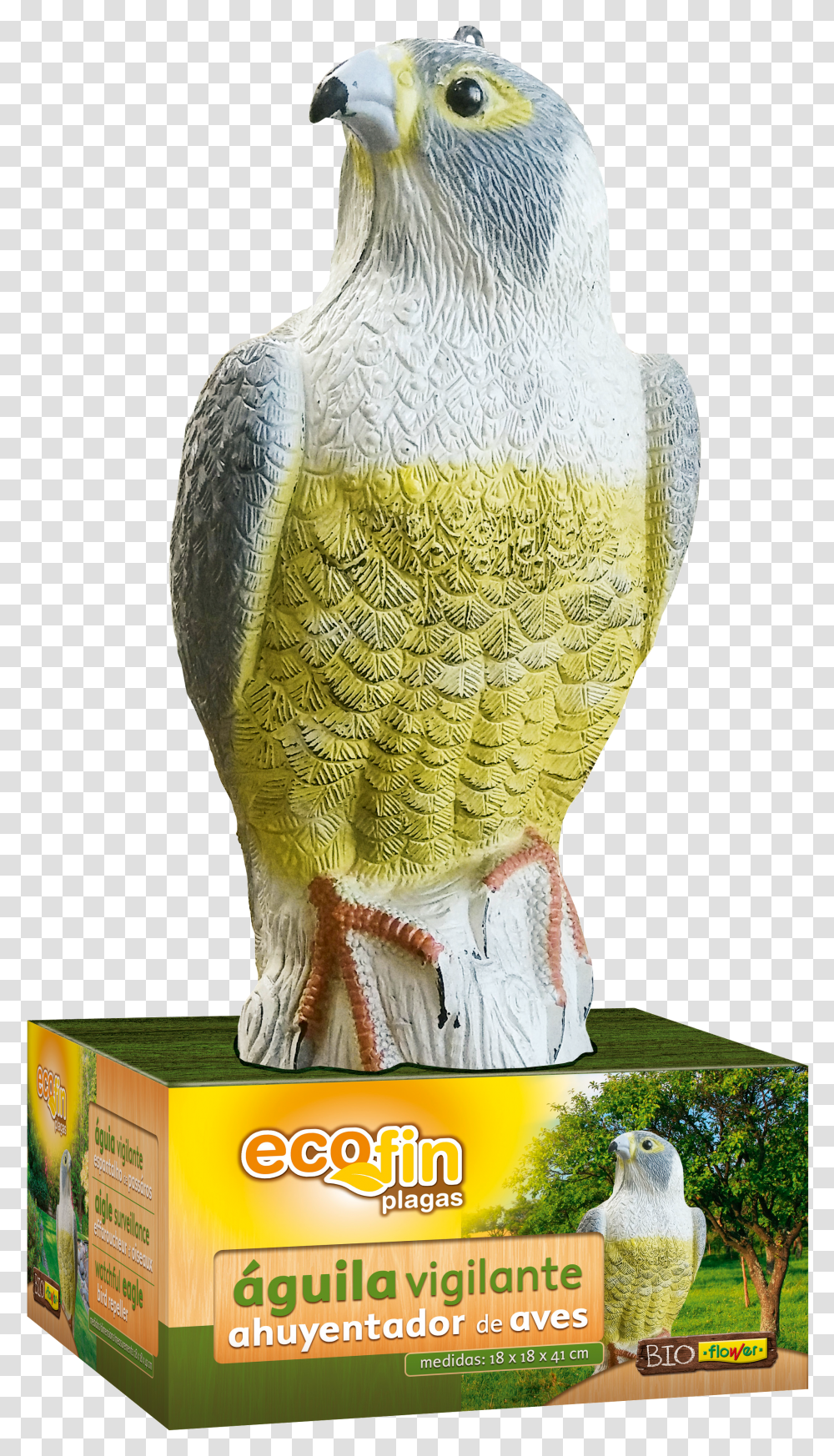 Aves Macaw Transparent Png