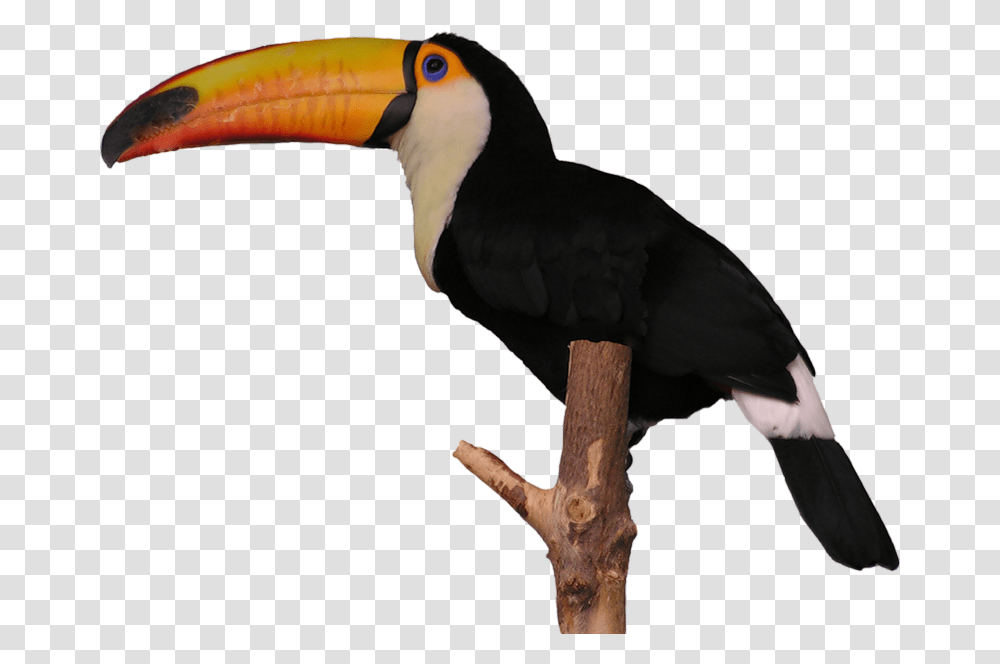 Aves Toucan Toucan, Bird, Animal Transparent Png
