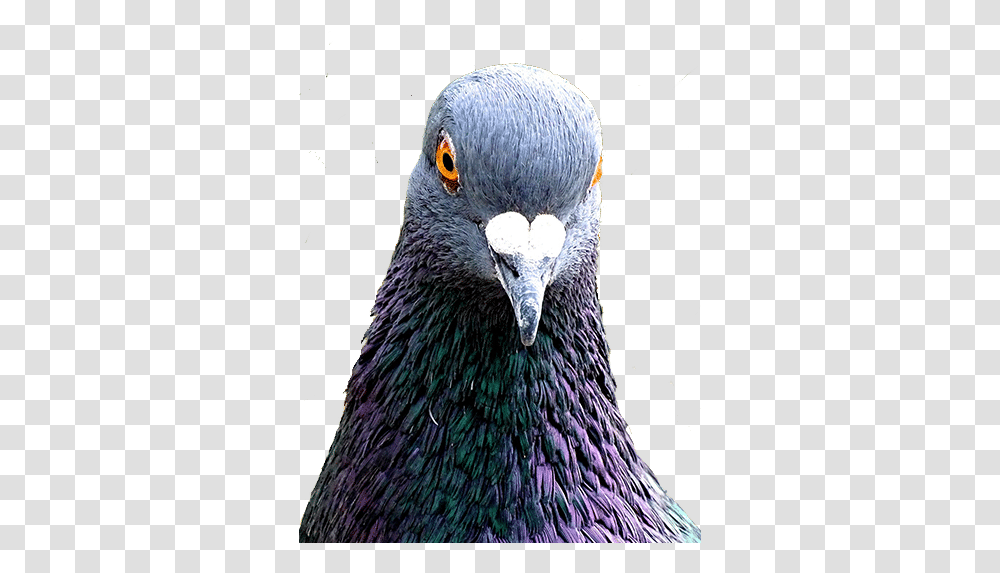 Avestus Group Bird Control London Division Rock Dove, Animal, Pigeon, Beak Transparent Png