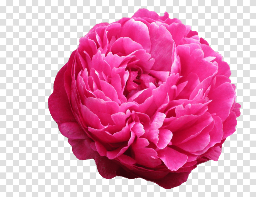 Avis Varner Peonija, Plant, Rose, Flower, Blossom Transparent Png