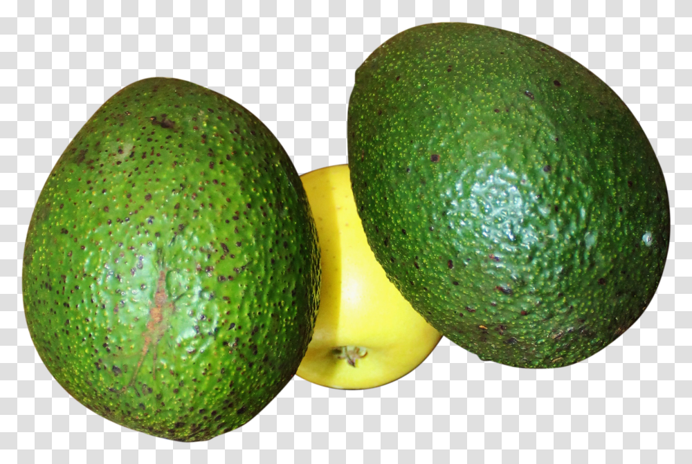 Avocado Persian Lime Transparent Png