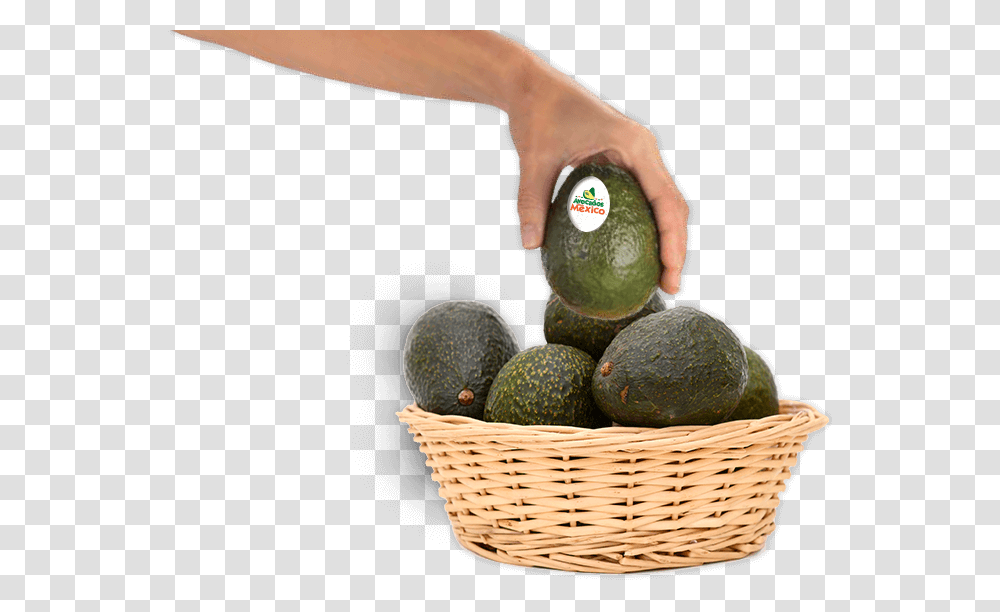 Avocado, Plant, Fruit, Food, Person Transparent Png