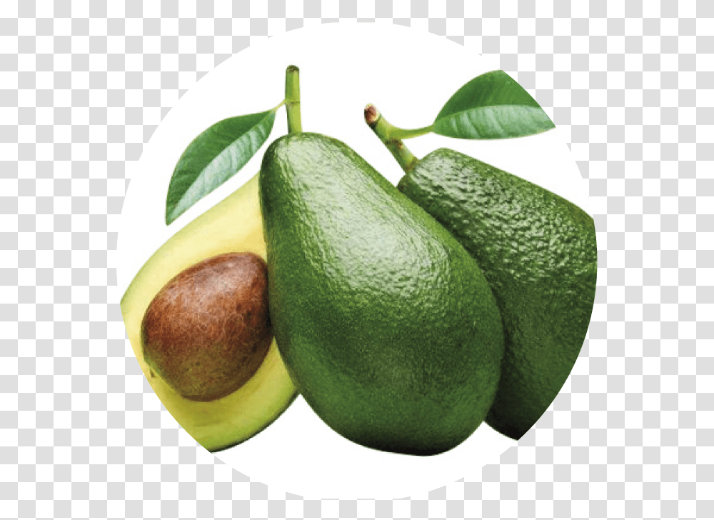 Avocado, Plant, Fruit, Food Transparent Png