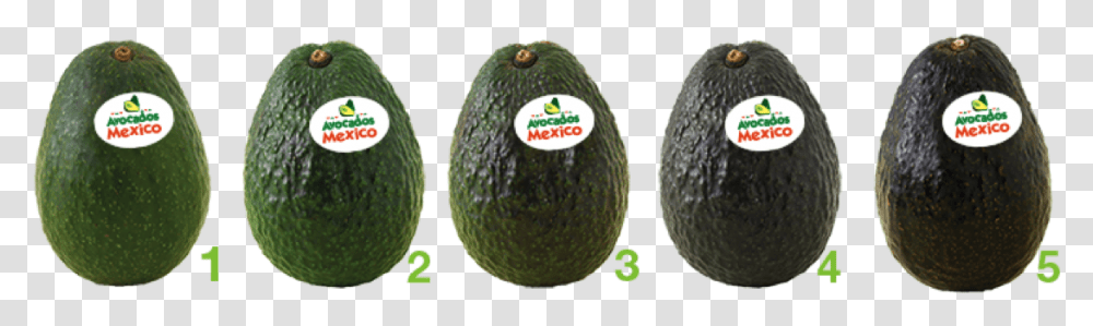 Avocado, Plant, Fruit, Food Transparent Png