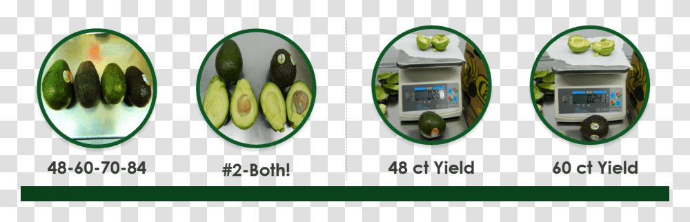 Avocado, Plant, Fruit, Food Transparent Png