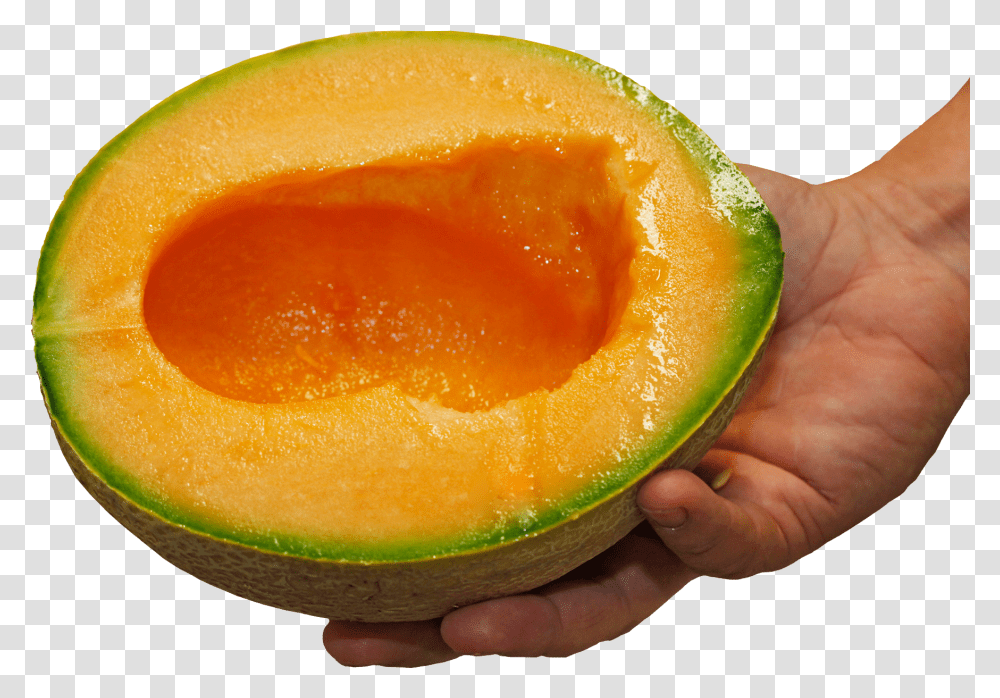 Avocado, Plant, Melon, Fruit, Food Transparent Png