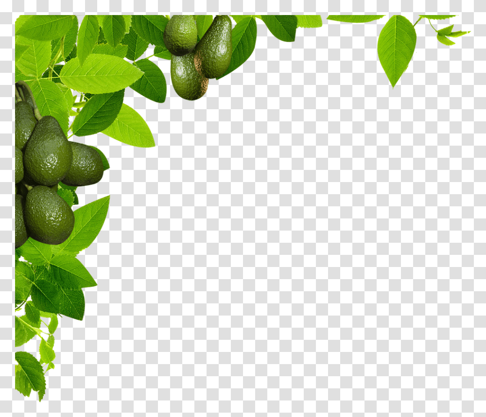 Avocado Tree Leaf, Plant, Fruit, Food, Citrus Fruit Transparent Png