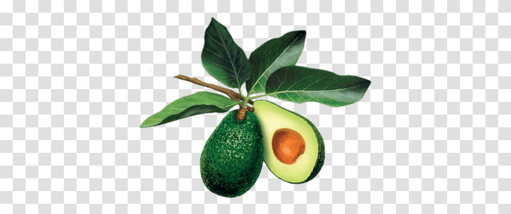 Avocado Tree Leaf, Plant, Fruit, Food Transparent Png