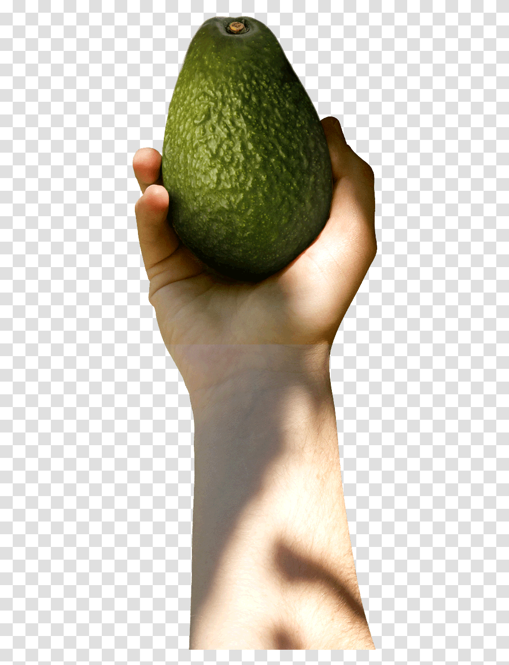 Avocado With Hand, Plant, Fruit, Food, Person Transparent Png