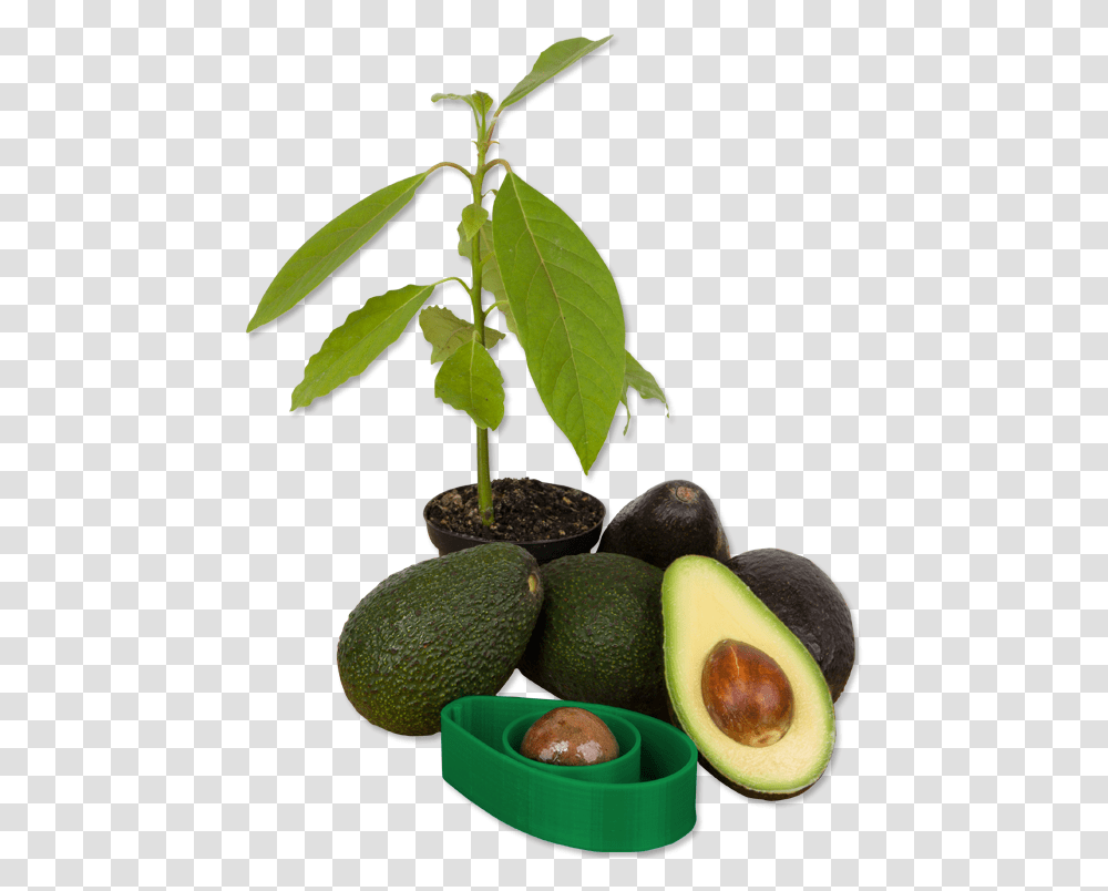 Avocados Avocado Trees, Plant, Fruit, Food, Pineapple Transparent Png
