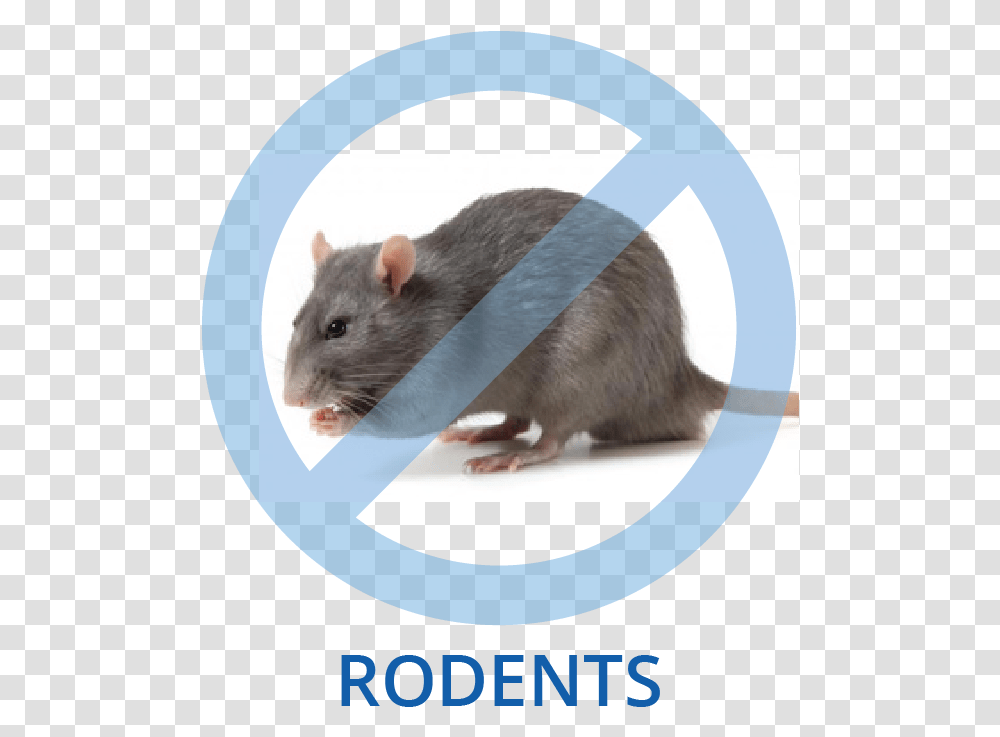 Avoid Rats, Rodent, Mammal, Animal, Pet Transparent Png