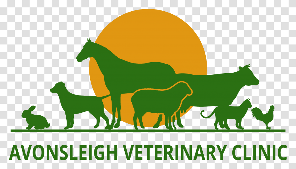 Avonsleigh Veterinary Clinic Veterinary Animal Image, Horse, Meal, Food, Bird Transparent Png
