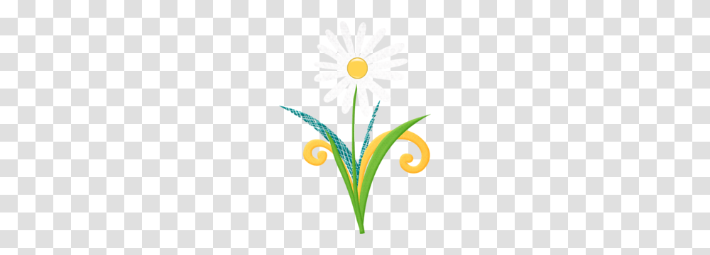 Aw Picnic Flower Daisy Summer Fun Picnics, Plant, Blossom, Daisies, Floral Design Transparent Png