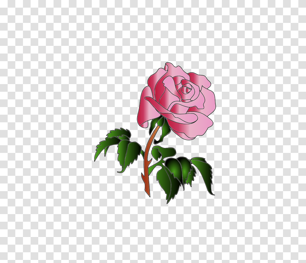 Aw 01 Coloris, Nature, Flower, Plant, Blossom Transparent Png
