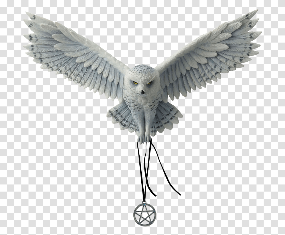 Awaken Your Magic, Flying, Bird, Animal, Kite Bird Transparent Png