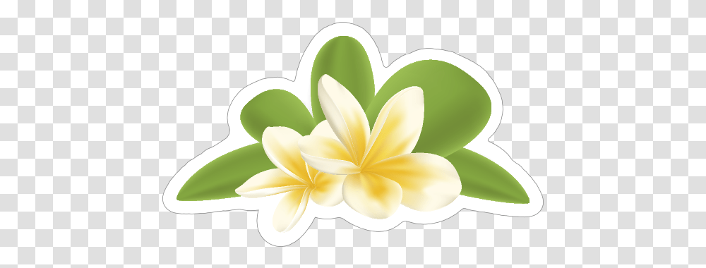 Awesome Plumeria Flower Sticker Lovely, Plant, Graphics, Art, Petal Transparent Png
