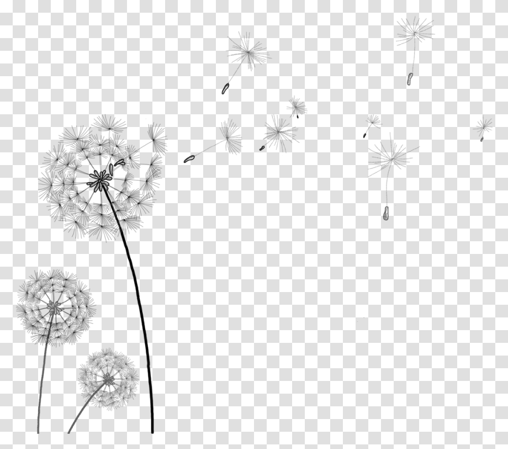 Awesome Transparentbackground Images Background Dandelion Clipart, Plant, Flower, Blossom, Apiaceae Transparent Png
