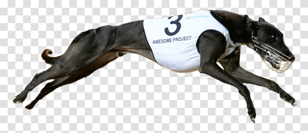 Awesomeproject Cut Copy Racing Greyhound, Dog, Pet, Canine, Animal Transparent Png