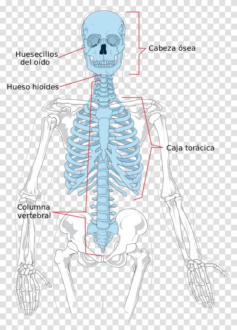 Axial Skeleton, Person, Human, X-Ray, Ct Scan Transparent Png