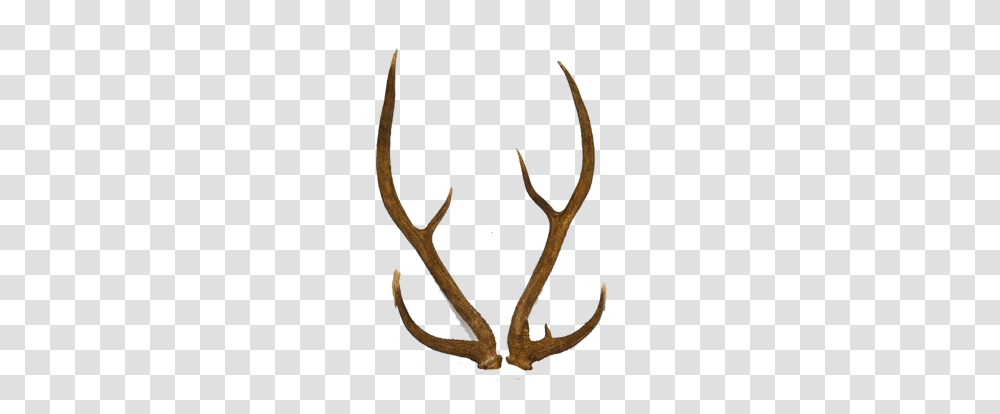 Axis Deer Hunting Lazy J Ranch, Antler Transparent Png