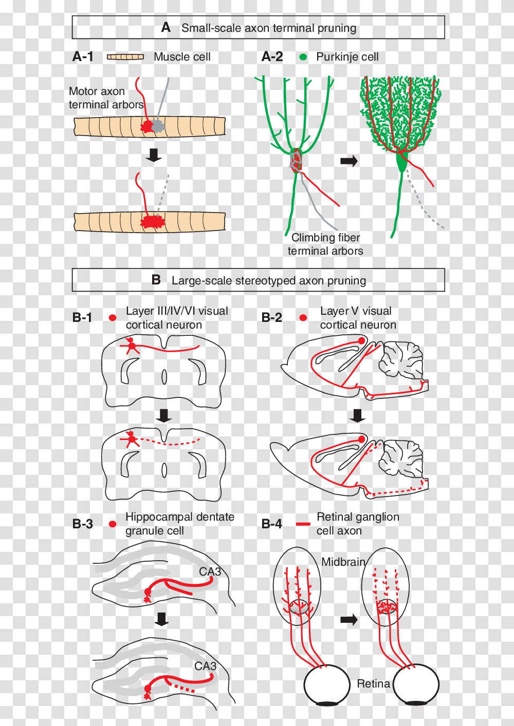 Axonal Pruning, Plot, Diagram, Bird Transparent Png