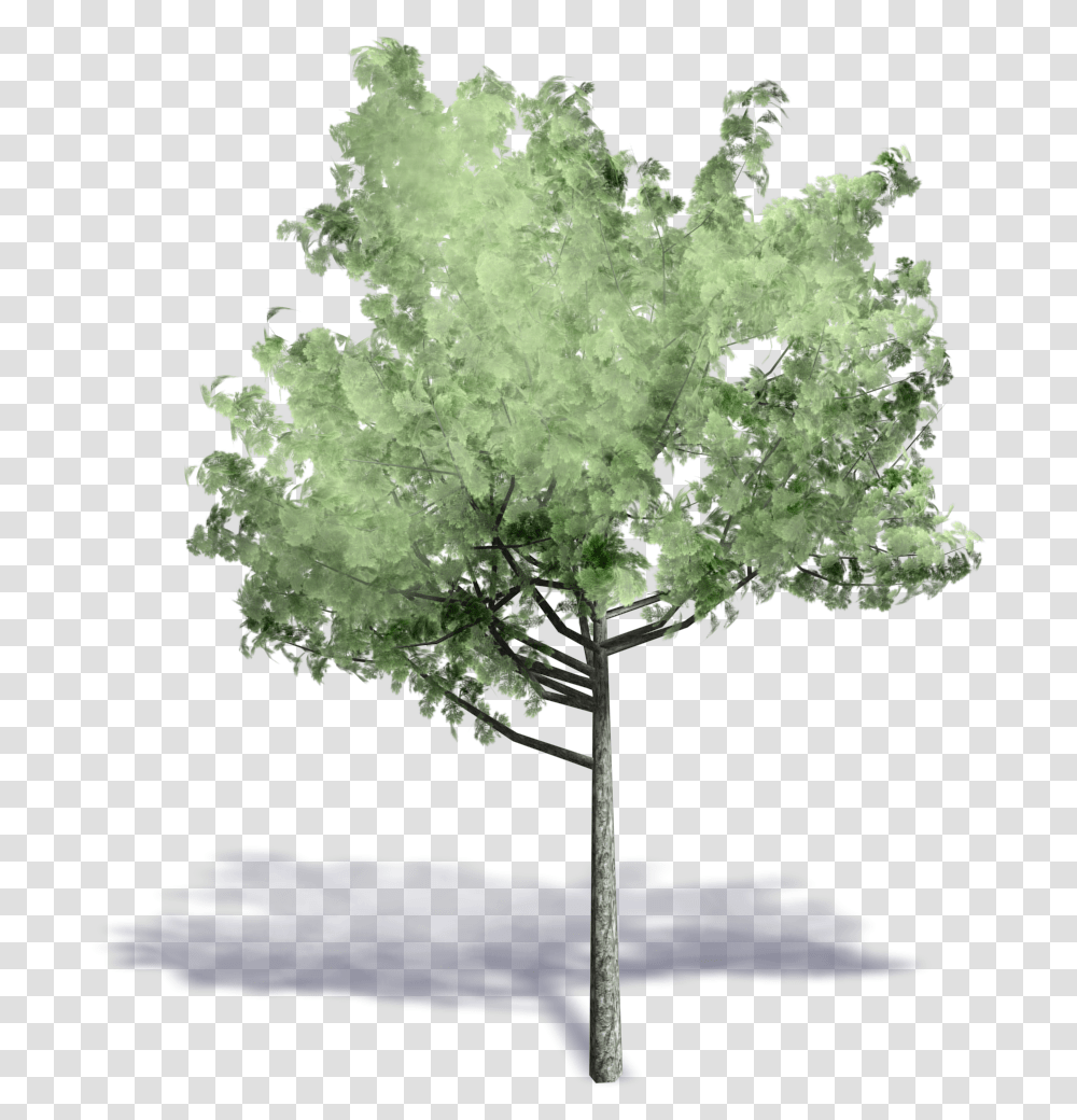 Axonometric Projection Autodesk Tree Archicad Trees In Axonometric, Plant, Tree Trunk, Bird, Animal Transparent Png