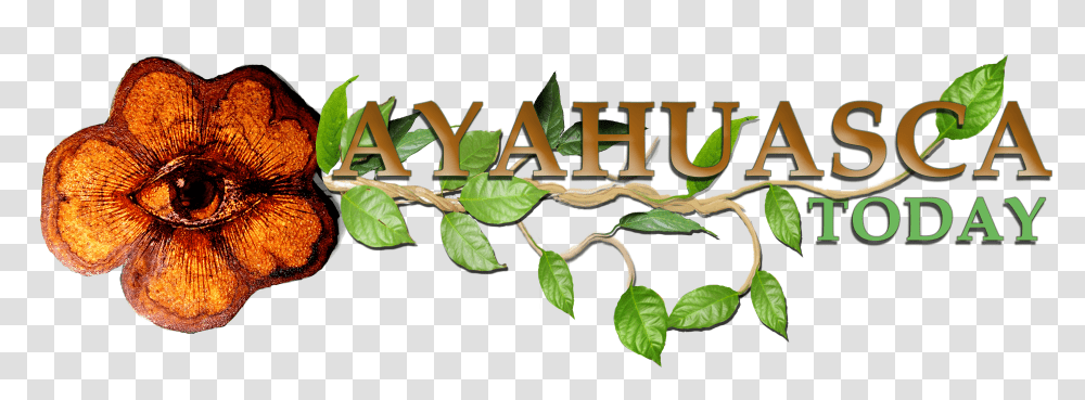 Ayahuasca Today Logo Large Transparent Png