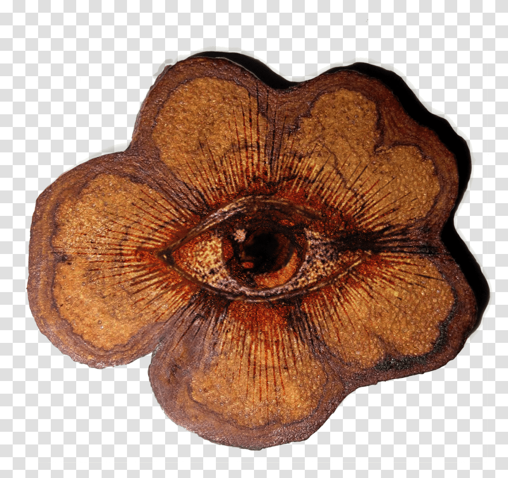 Ayahuasca Vine, Fungus, Wood, Clam, Seashell Transparent Png