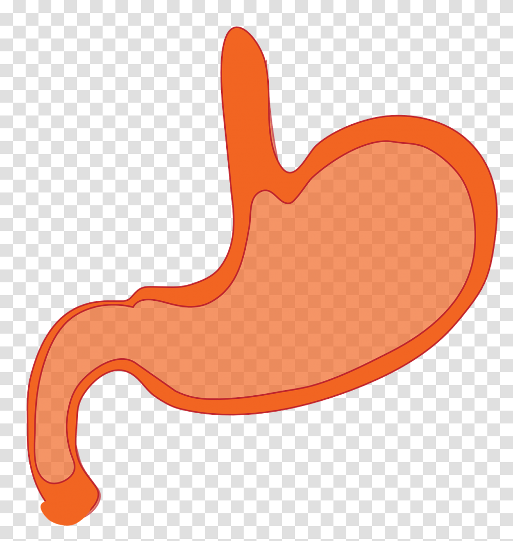 Ayurvedic Treatments For Peptic Ulcers, Stomach, Hammer, Tool Transparent Png