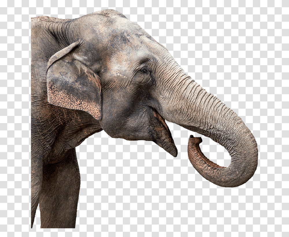 Aza Safe Association Of Zoos And Aquariums Elephant Head, Wildlife, Mammal, Animal Transparent Png