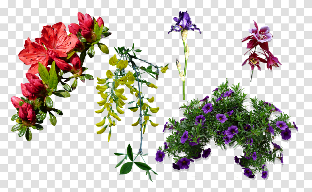 Azalea Columbine Spring Lobelia, Plant, Geranium, Flower, Acanthaceae Transparent Png