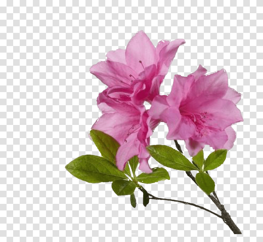 Azalea Flower Background Diy Scrub For Hyperpigmentation, Plant, Blossom, Hibiscus, Geranium Transparent Png