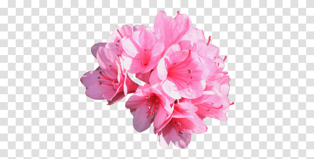 Azalea Image With No Azalea, Geranium, Flower, Plant, Blossom Transparent Png