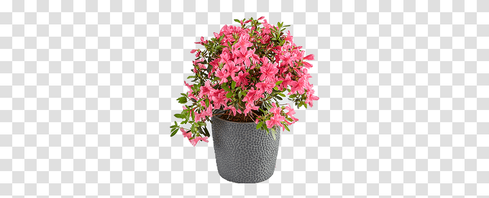 Azalea Plants Flowerpot, Geranium, Blossom, Flower Arrangement, Flower Bouquet Transparent Png