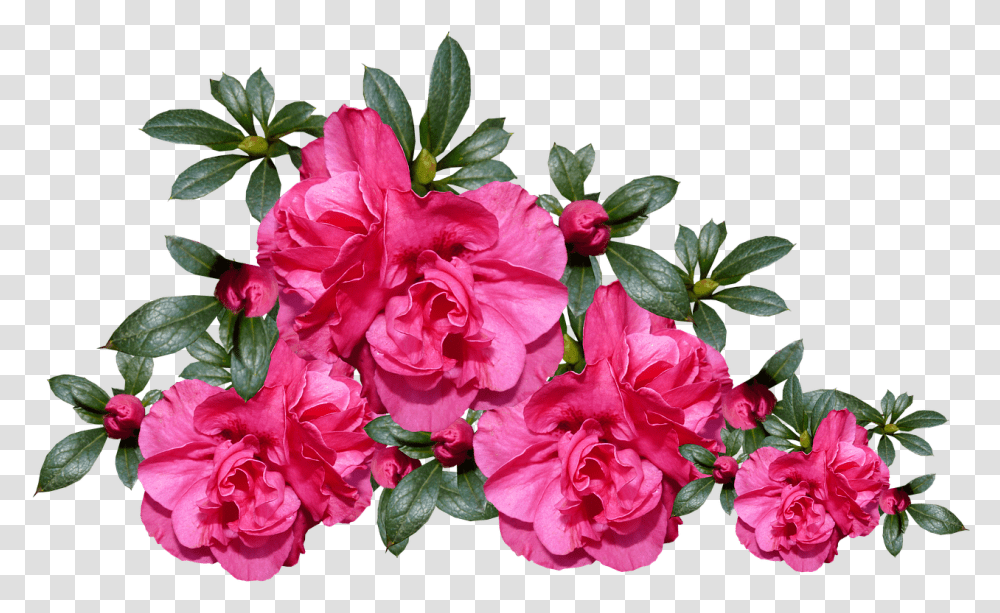 Azaleas Flowers Plant Azaleas, Geranium, Blossom, Rose, Acanthaceae Transparent Png