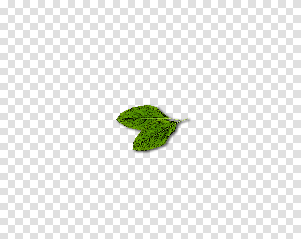Azure, Leaf, Plant, Veins, Green Transparent Png
