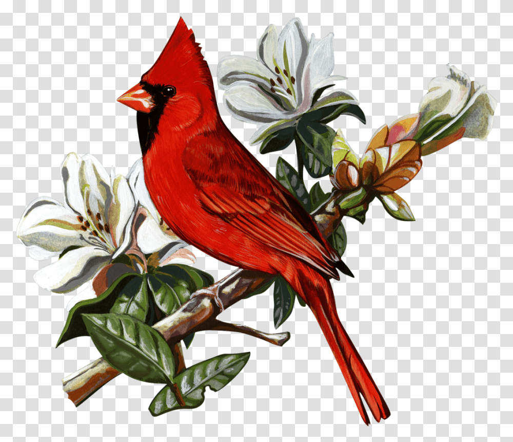 B 0938 Textile Transfer Northern Cardinal, Bird, Animal Transparent Png