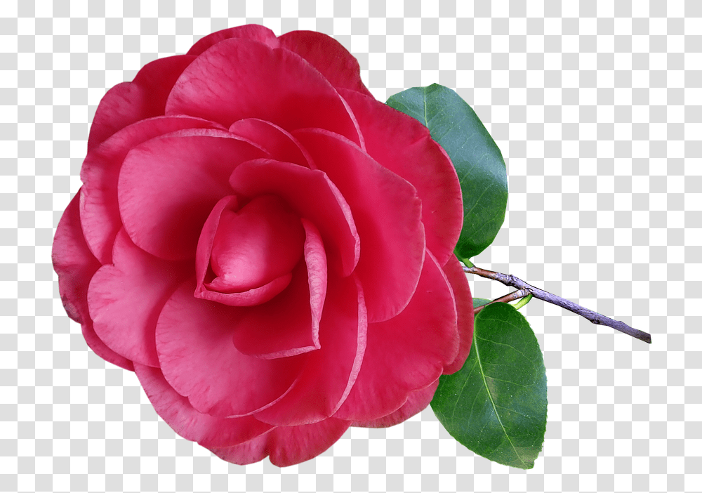 B Hc Cc Loi Hoa, Rose, Flower, Plant, Blossom Transparent Png