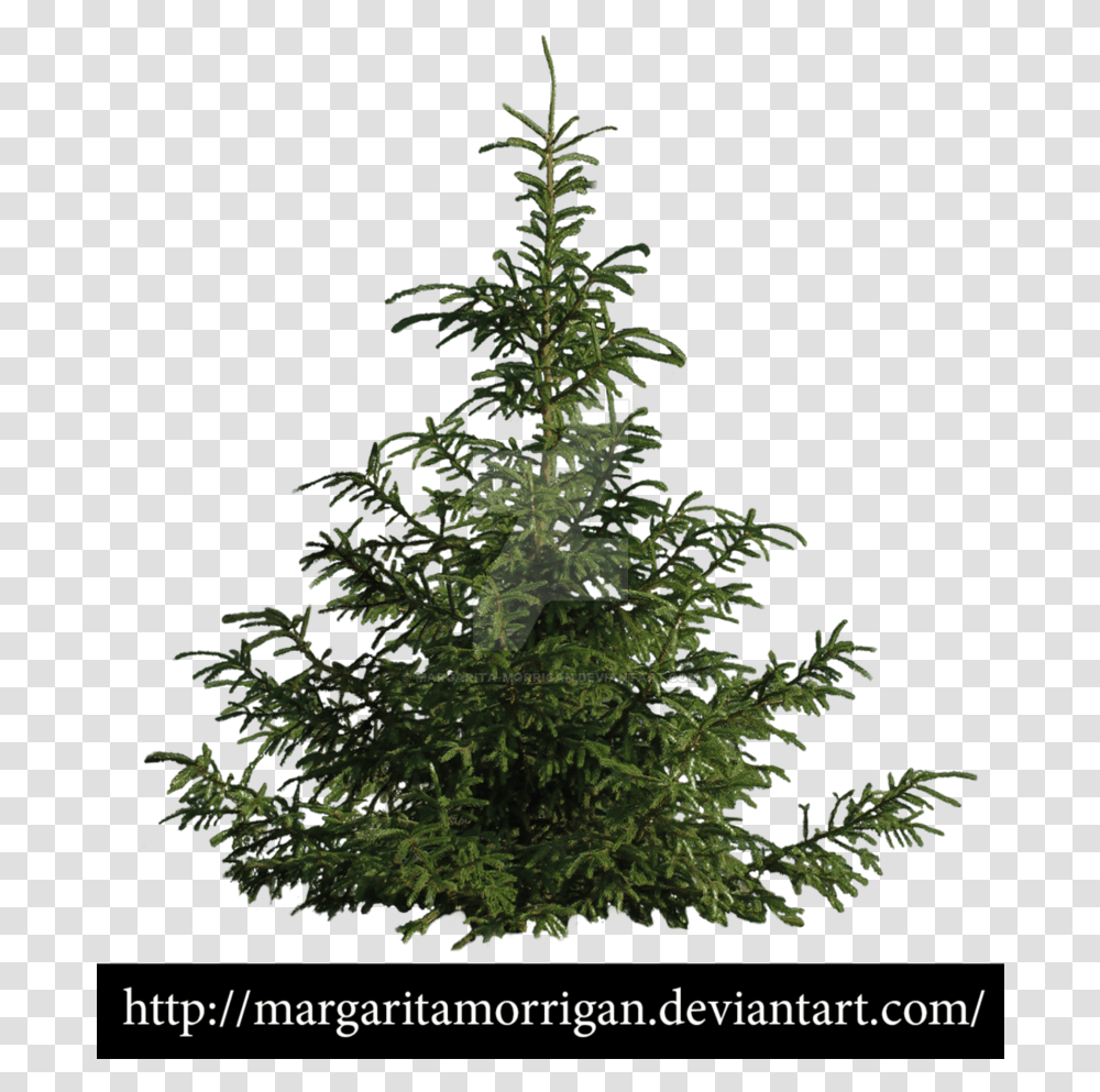 B Tree Pine Tree Tree Psd Landscaping Trees Garden Pine Tree Drawing, Plant, Christmas Tree, Ornament, Fir Transparent Png