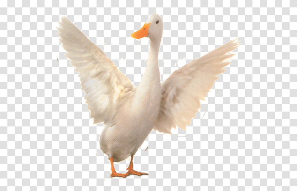 Babe Wiki Duck, Bird, Animal, Swan, Waterfowl Transparent Png
