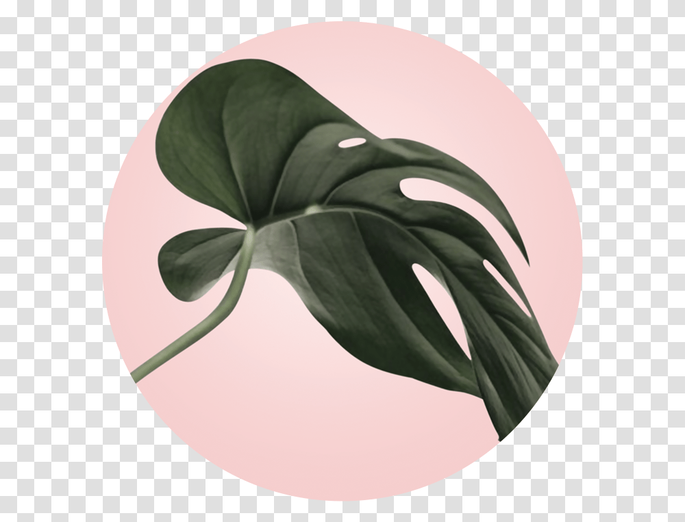 Babington Hill Plants, Leaf, Flower, Baseball Cap, Vegetable Transparent Png