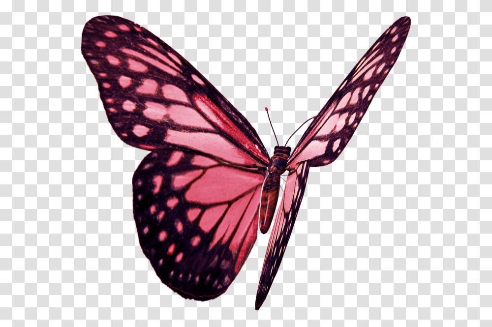 Babochka Monarch Butterfly, Insect, Invertebrate, Animal Transparent Png