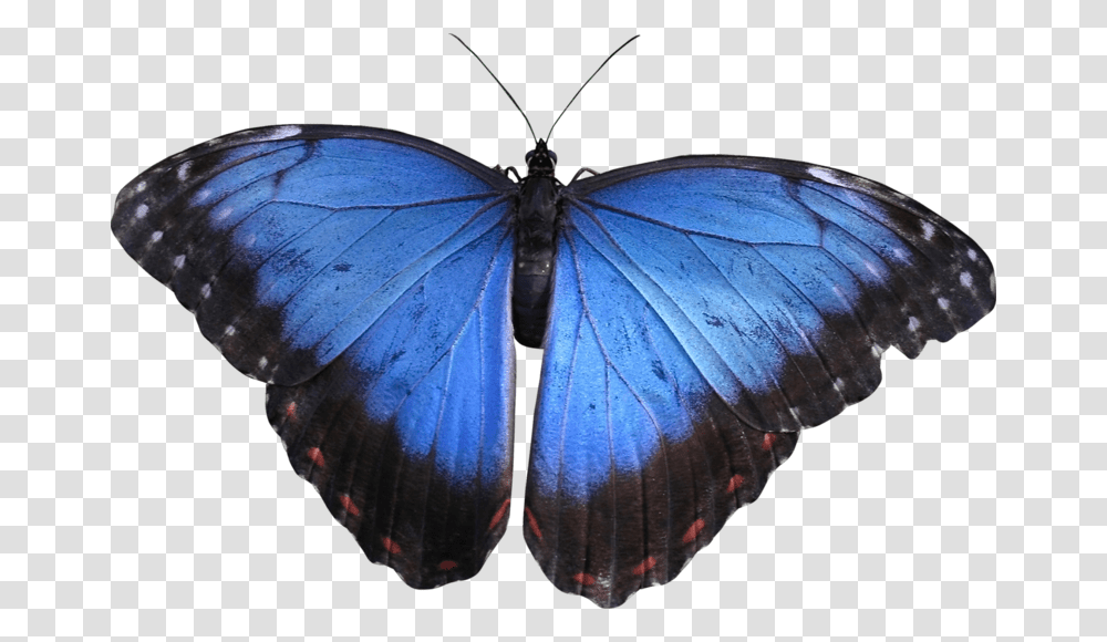 Babochka Morpho Butterfly Blue Butterfly Illustration, Insect, Invertebrate, Animal, Moth Transparent Png