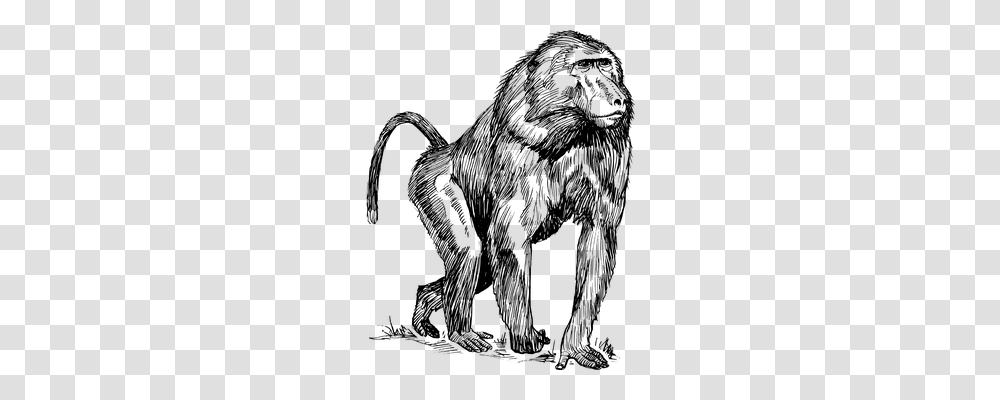 Baboon Animals, Gray, World Of Warcraft Transparent Png