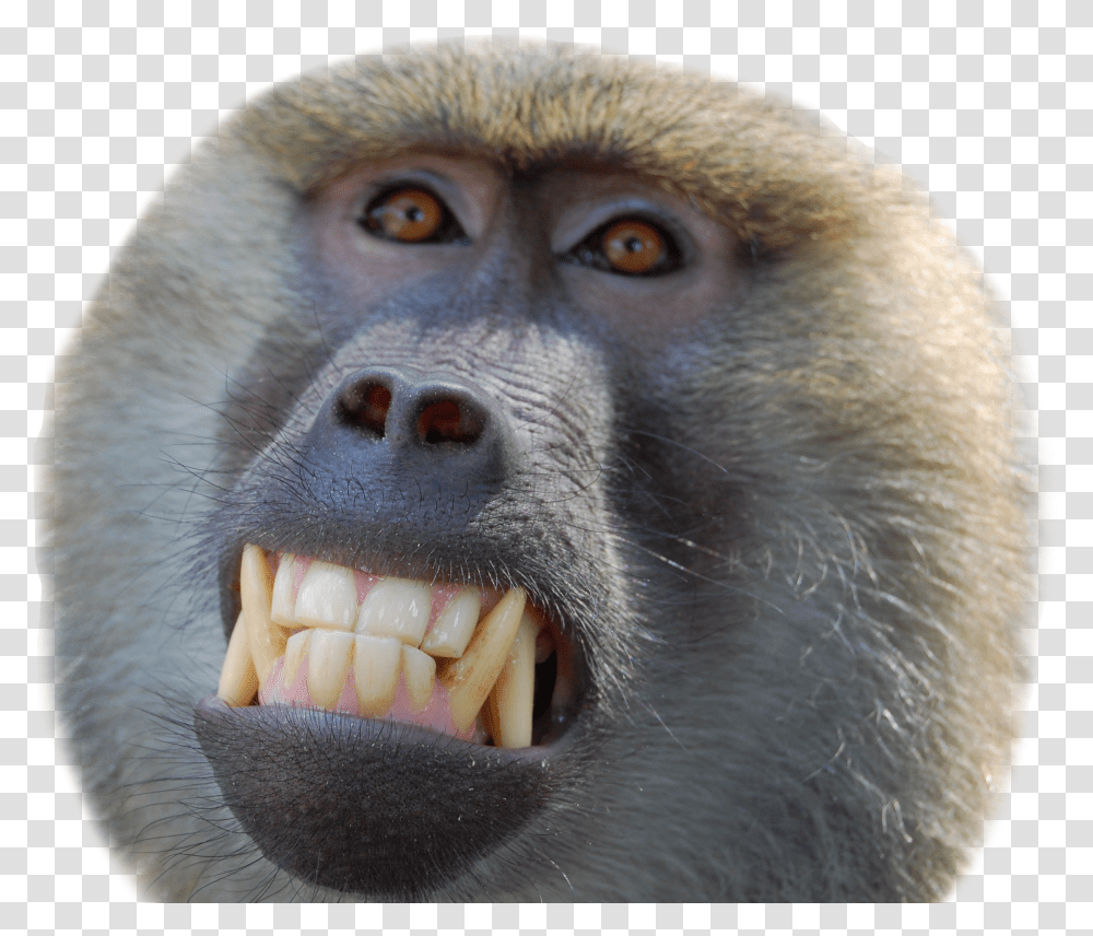 Baboon Smiling Transparent Png