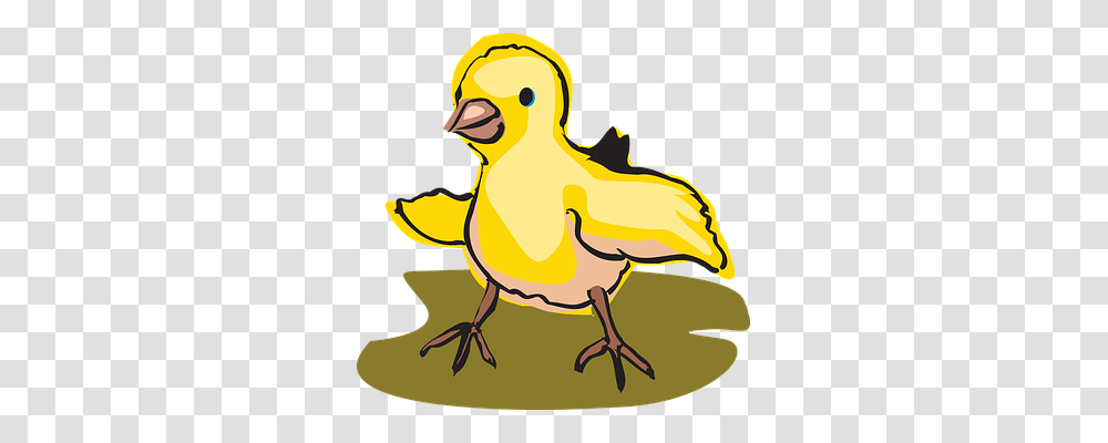 Baby Animals, Bird, Poultry, Fowl Transparent Png