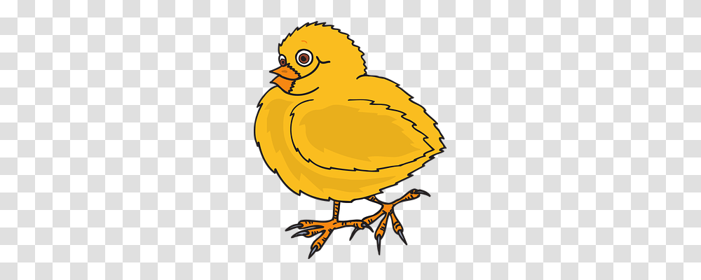 Baby Animals, Bird, Poultry, Fowl Transparent Png