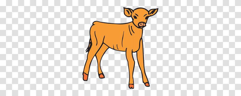Baby Animals, Mammal, Cow, Cattle Transparent Png