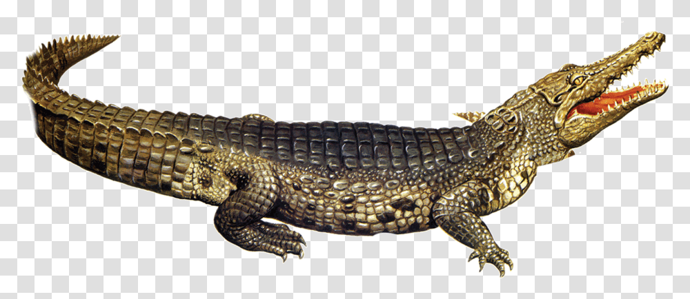 Baby Alligator Crocodile, Lizard, Reptile, Animal, Snake Transparent Png