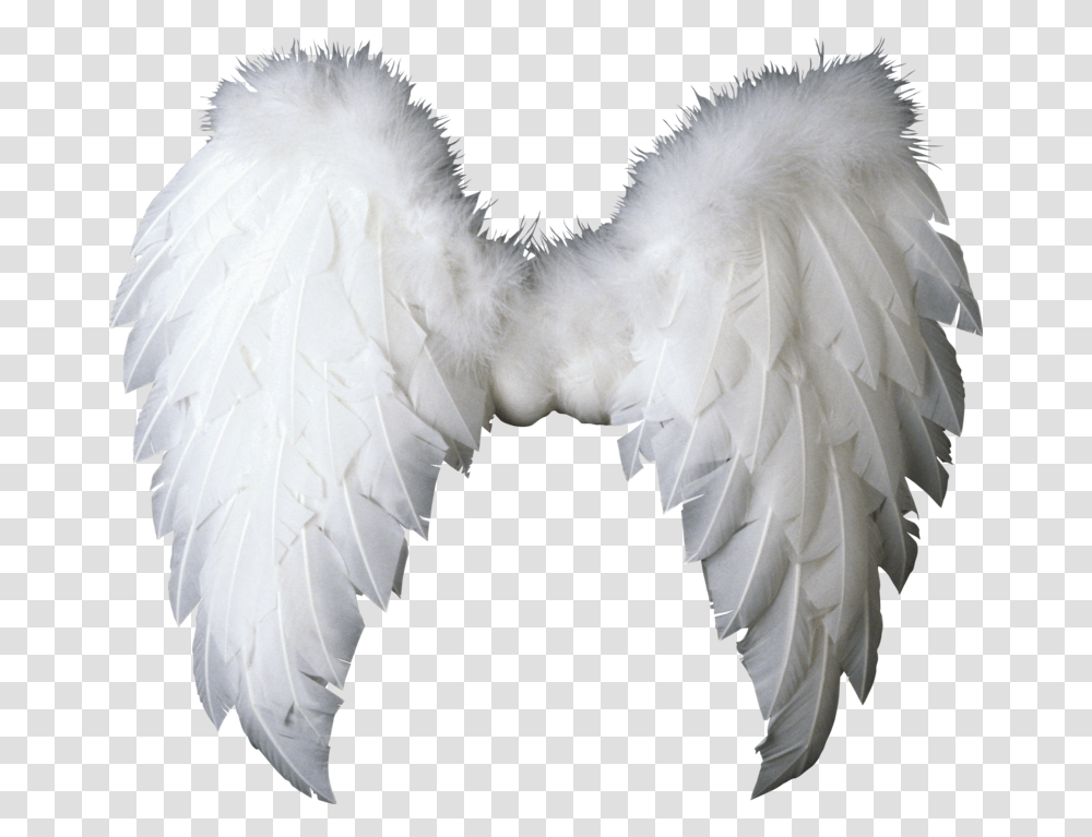 Baby Angel Wings, Bird, Animal, Swan Transparent Png